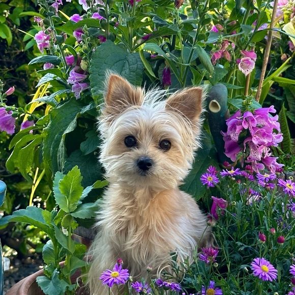 Meet your Posher, Karen - Picture 1 of 1